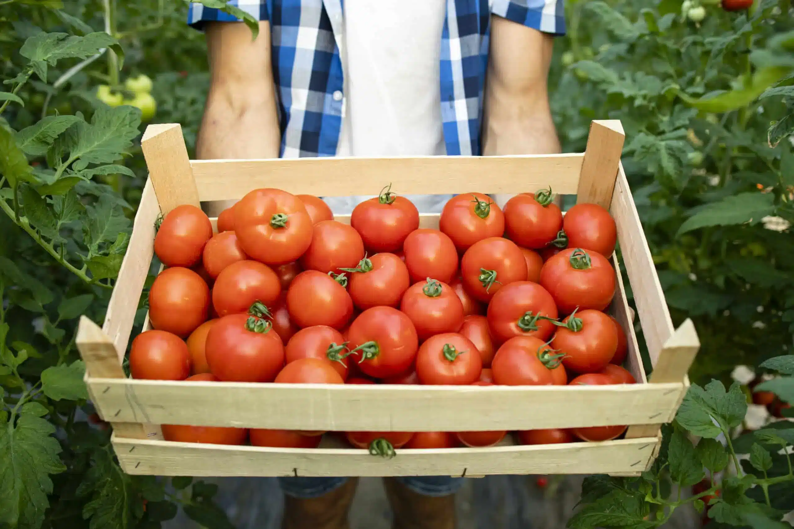 Cómo mejorar el rendimiento del cultivo de tomate: beneficios de las giberelinas