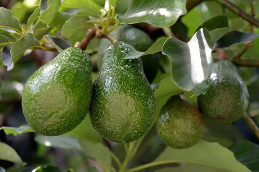 Aguacates maduros colgando de un árbol, rodeados de hojas verdes brillantes.