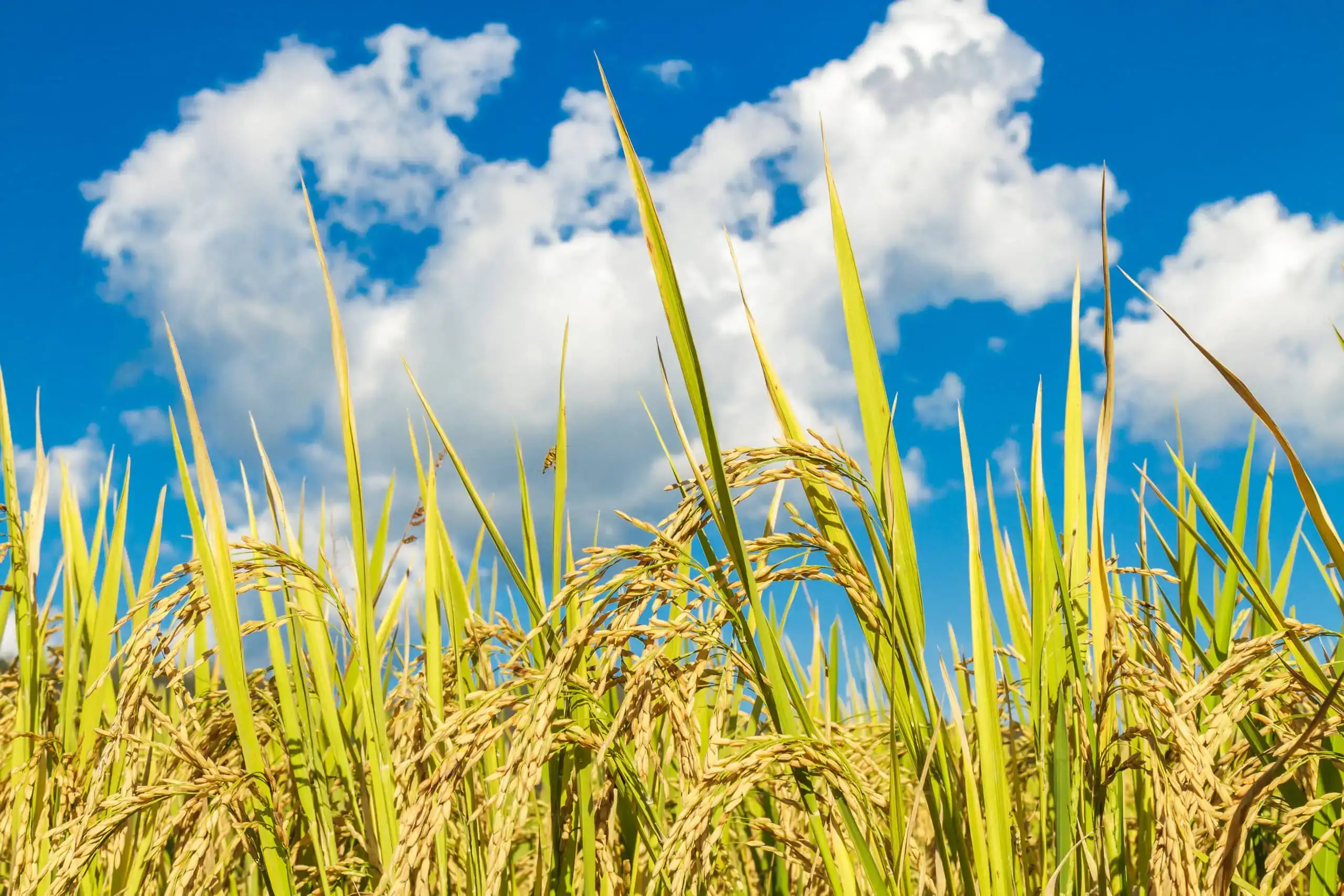 Campo de arroz maduro bajo un cielo azul.