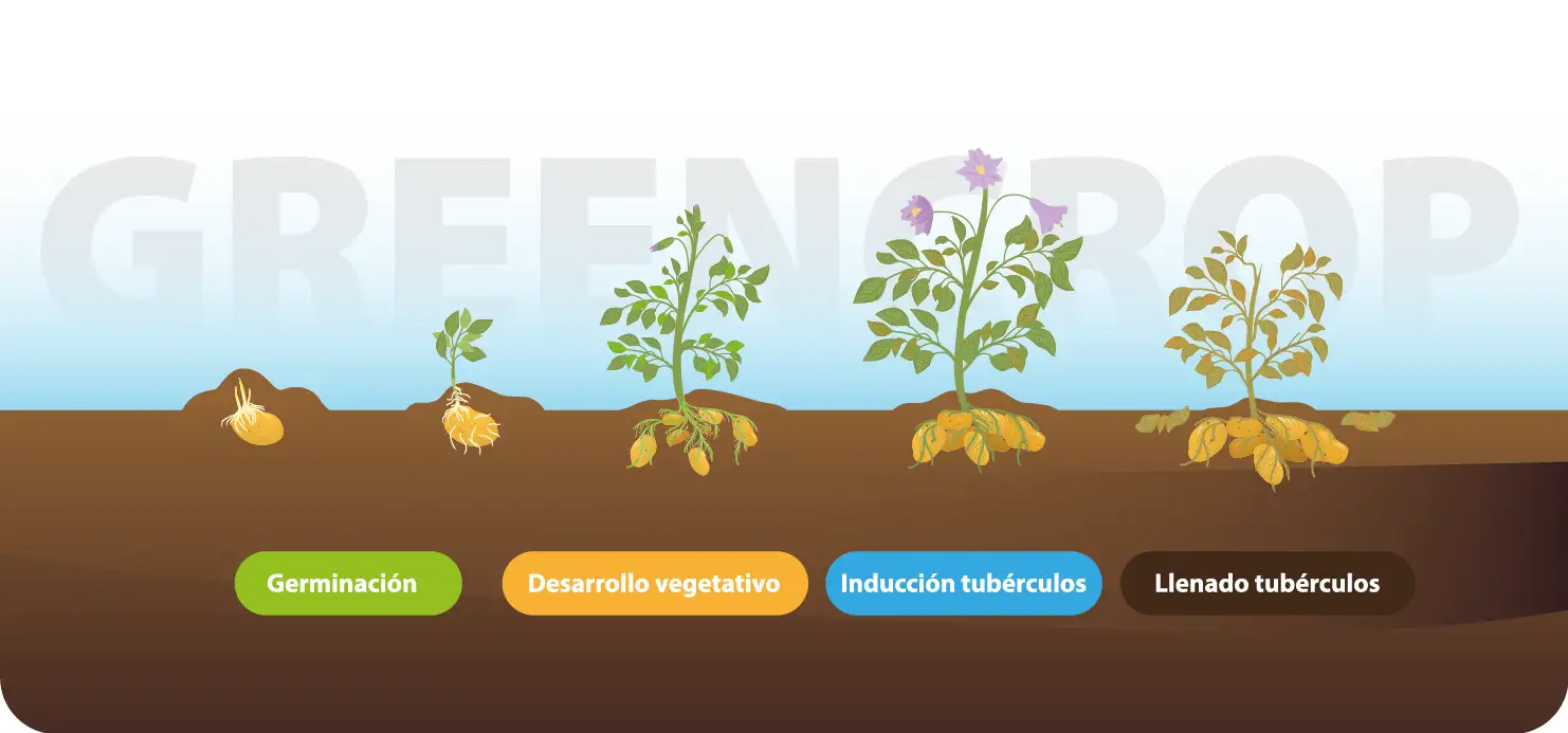 Ilustración que muestra el proceso de cultivo de la planta de papa