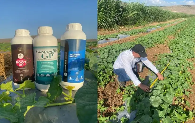 3 productos greencrop / Root up / Custom Bio GP / Inicio | agricultor evaluando el desarrollo de crecimiento de una siembra de melones