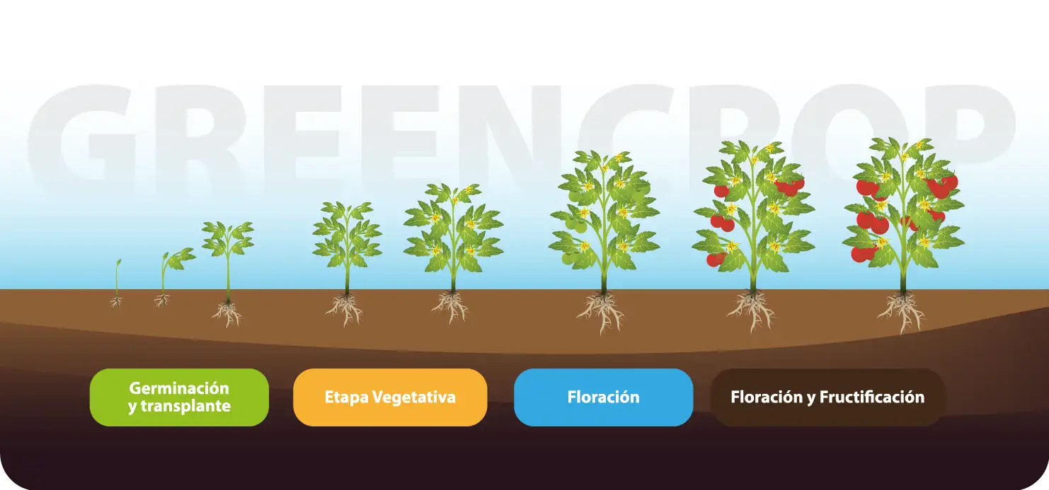 Ilustración que muestra el proceso de cultivo de la planta de tomate