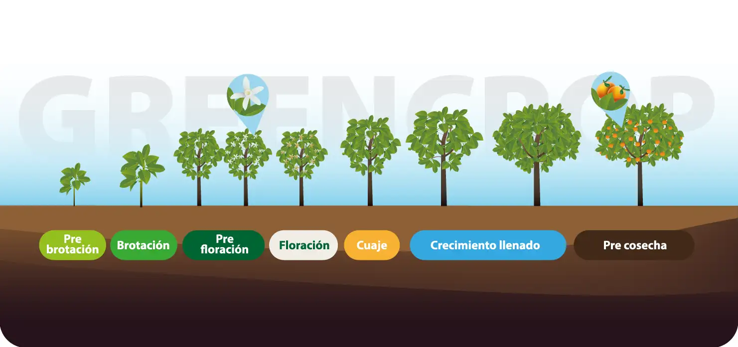 Ilustración que muestra el proceso de cultivo de la planta de cítricos