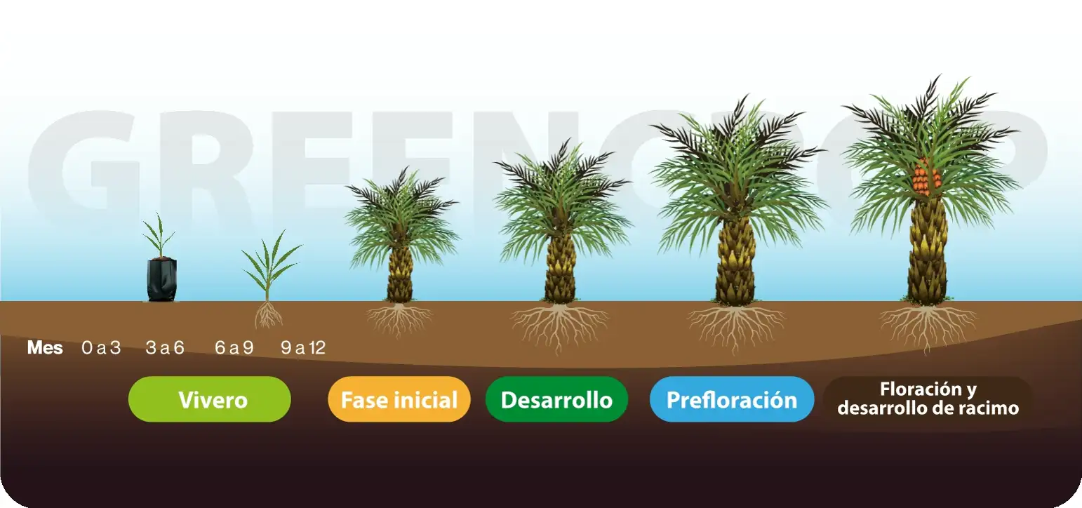 Ilustración que muestra el proceso de cultivo de la planta de palma