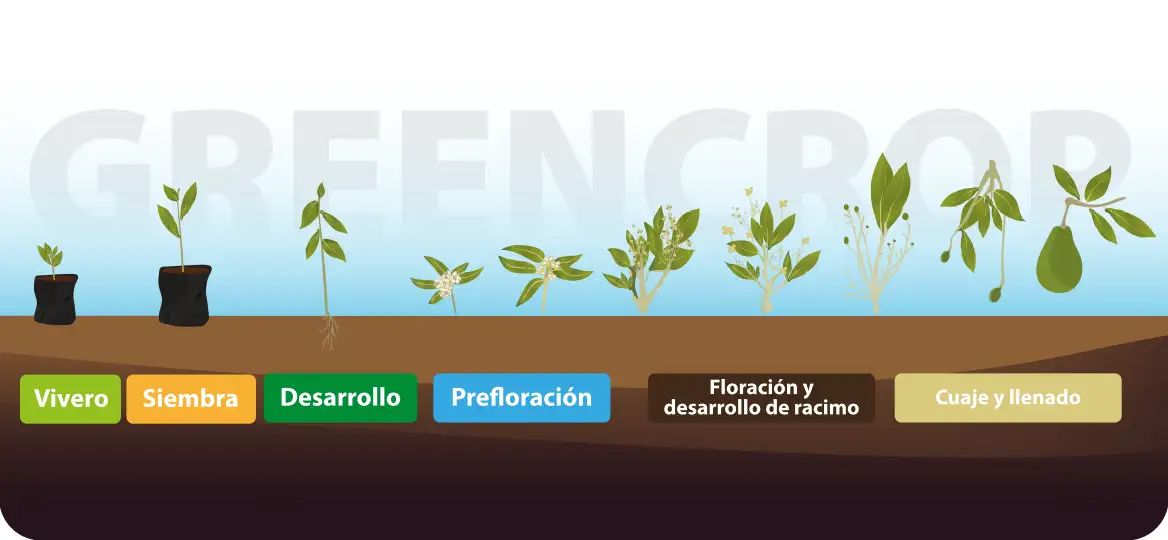 Ilustración que muestra el proceso de cultivo de la planta de aguacate