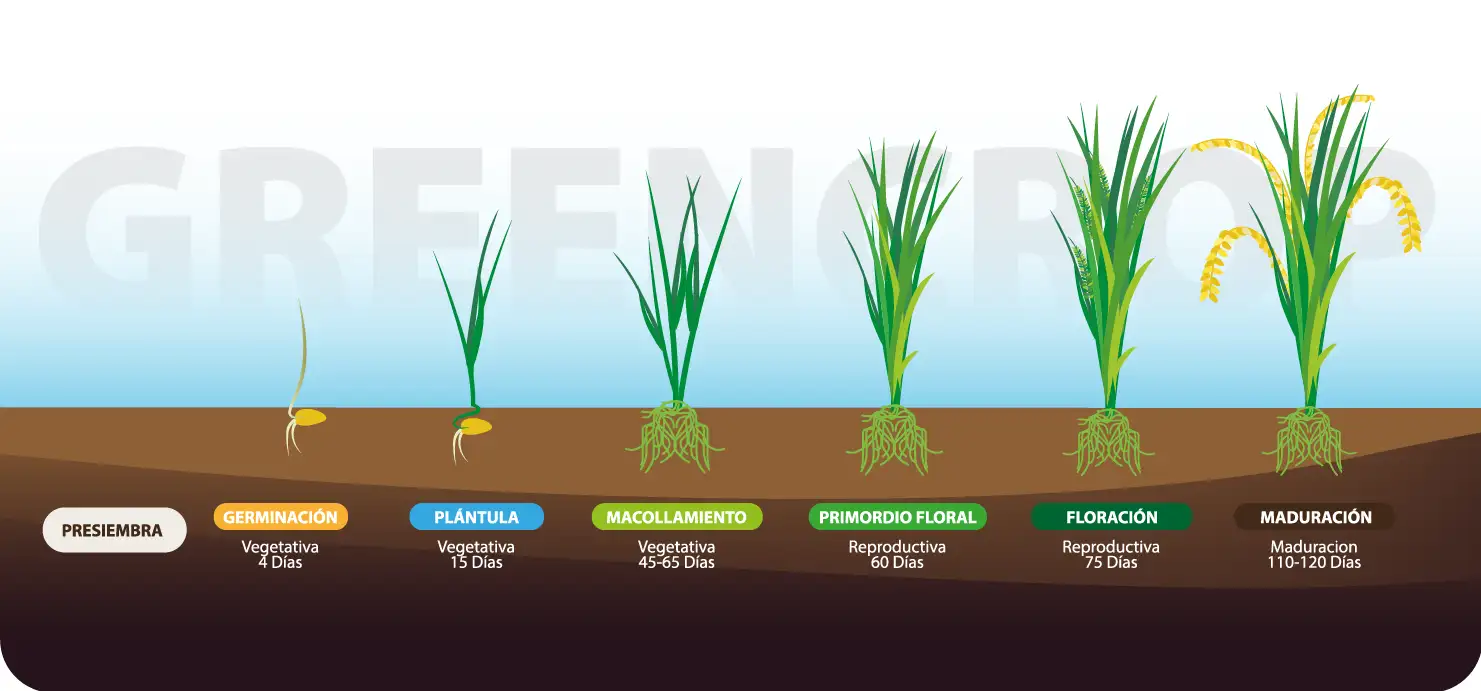 Ilustración que muestra el proceso de cultivo de la planta de arroz