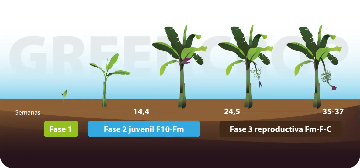 Ilustración que muestra el proceso de cultivo de la planta de banano