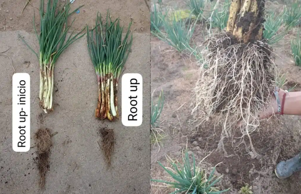 Muestra de la planta de cabello arrancada de la tierra después de su crecimiento