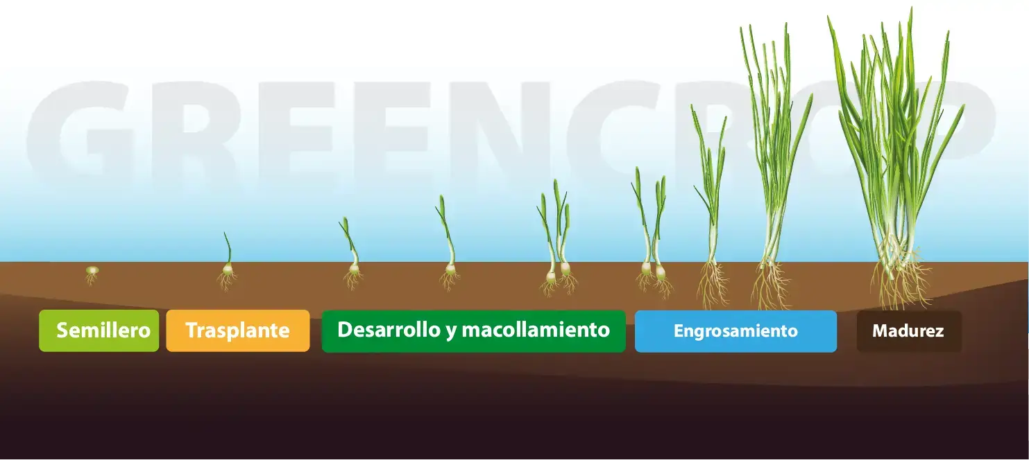 Ilustración que muestra el proceso de cultivo de la planta de cebolla