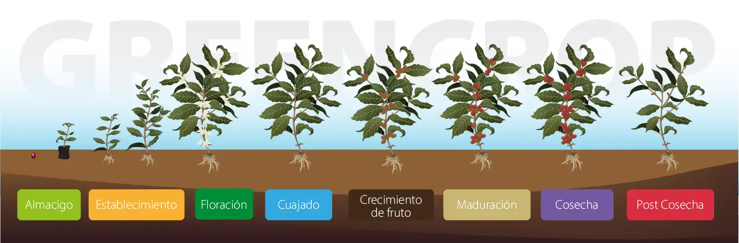 Ilustración que muestra el proceso de crecimiento de la planta de café