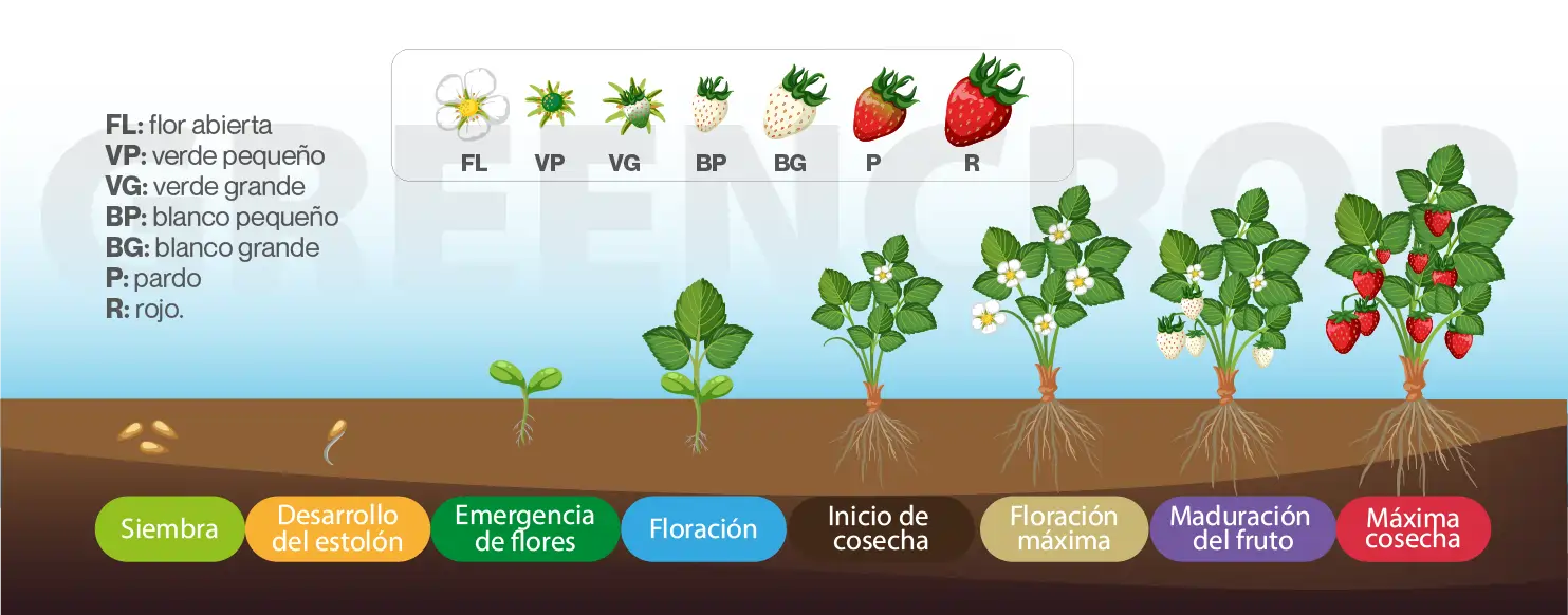 proceso de cultivo de la fresa