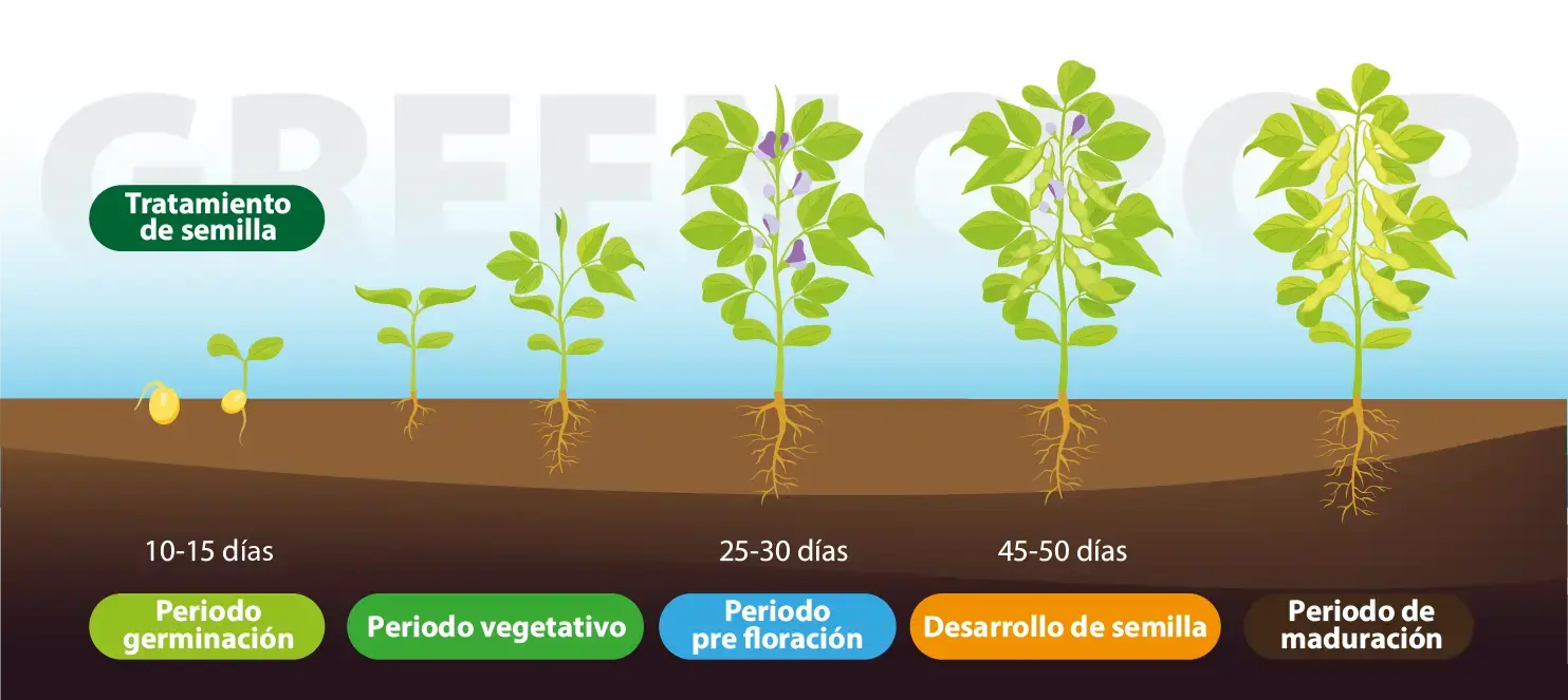 Ilustración que muestra el proceso de cultivo de la planta de soja