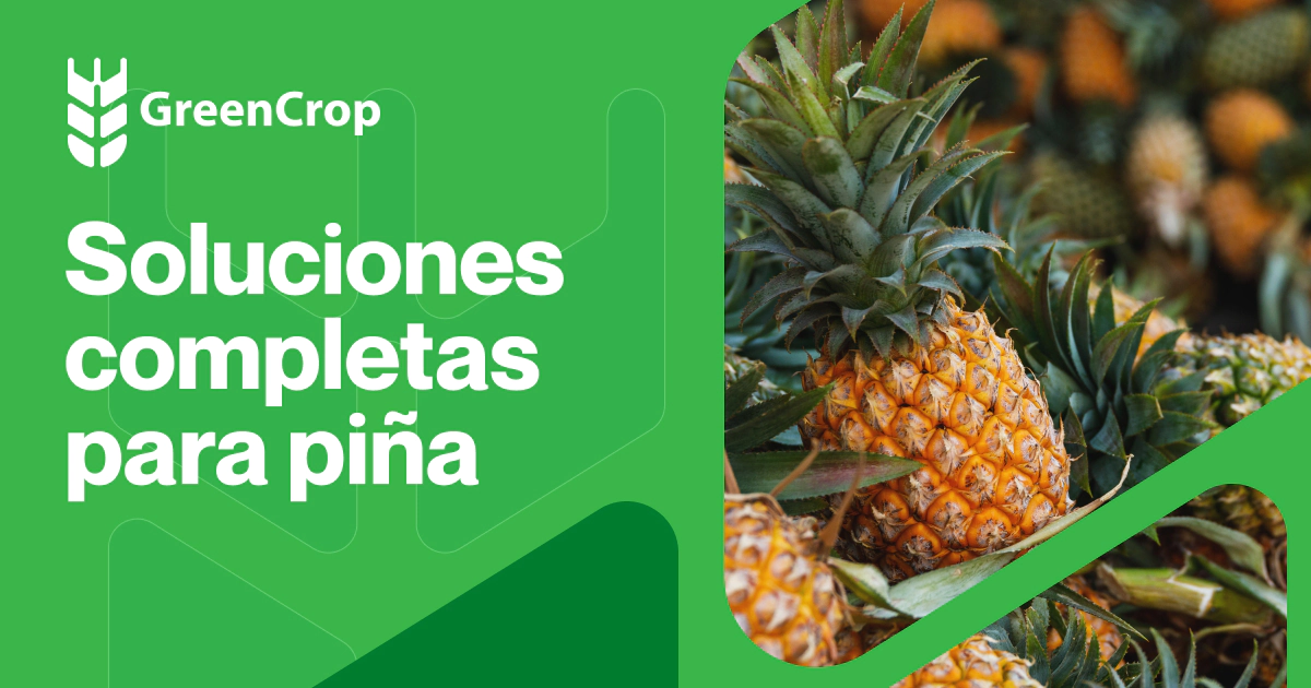 Soluciones Integrales para Cultivo de Piña