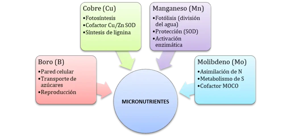 Infografía sobre las funciones fisiológicas clave de los micronutrientes presentes en Evofert Menores.
