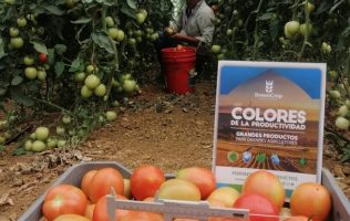 Agricultor cosechando tomates en el campo