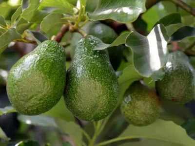 Aguacates maduros colgando de un árbol, rodeados de hojas verdes brillantes.