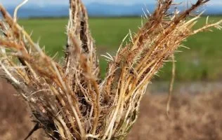 Evofert Promotor H en Arroz