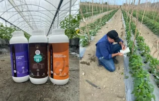 3 productos greencrop /CaBZn / Promotor H / Producción | agricultor evaluando el desarrollo de crecimiento de una siembra de tomates