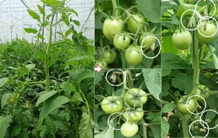 Tomates verdes