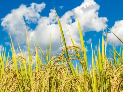 Campo de arroz maduro bajo un cielo azul.