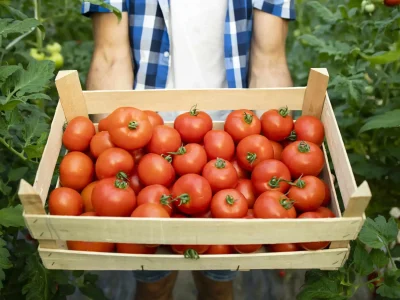 Cómo mejorar el rendimiento del cultivo de tomate: beneficios de las giberelinas