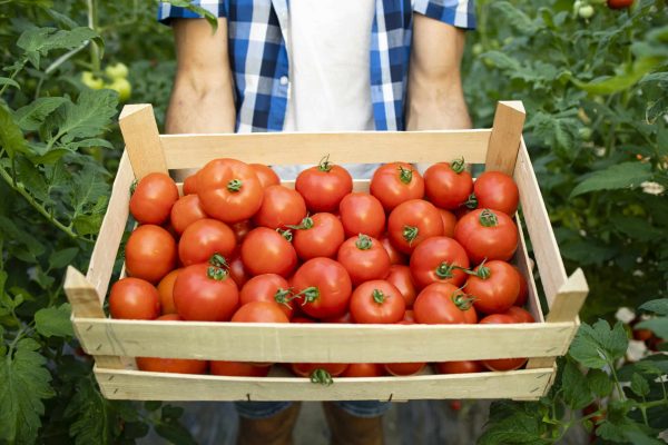 Cómo mejorar el rendimiento del cultivo de tomate: beneficios de las giberelinas